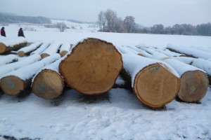Laubholzversteierung 2016 012